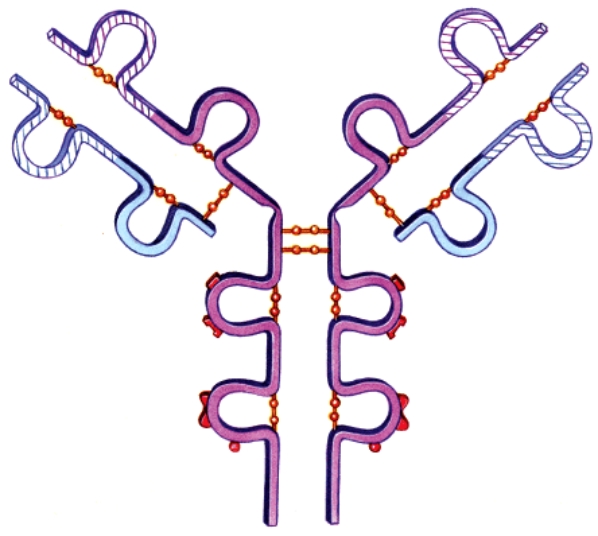 Which of the following antibody classes is not represented by this image?   A) IgG B) IgM C) IgE D) IgD