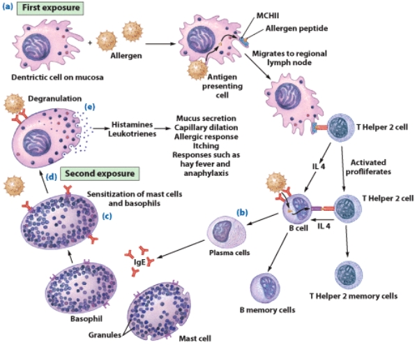 What type of hypersensitivity reaction is illustrated in this figure?   A) I B) II C) III D) IV