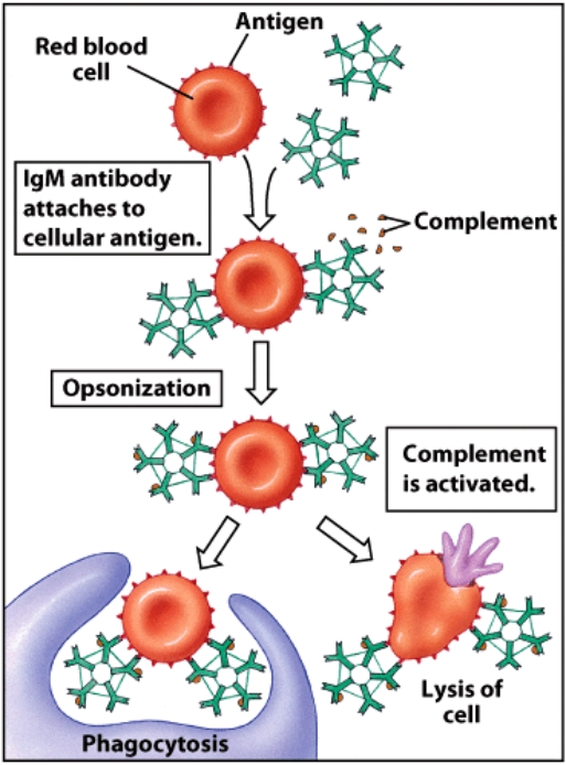 What type of reaction is illustrated in this image?   A) Type IV B) Type III C) Type II D) Type I