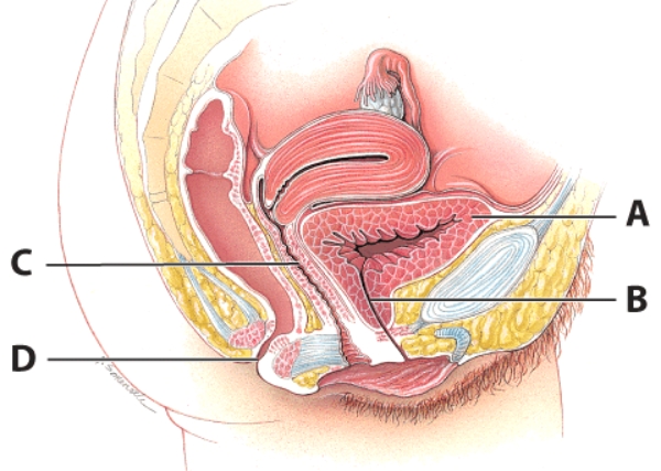 Where are the normal microflora that protect the urogenital organs located?   A) A B) B C) C D) D