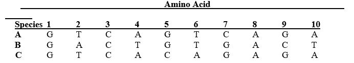 Consider the following amino acid sequence for three different species, A, B, and C. Each number is a different amino acid. The letter in each cell depicts the nitrogenous base that is associated with each amino acid. Which two species are most closely related based on this part of the genome?   A)  Species A and C are most closely related. B)  Species A and B are most closely related. C)  Species B and C are most closely related. D)  All three species are equally related.