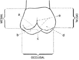 In the figure below, e represents the ____________.