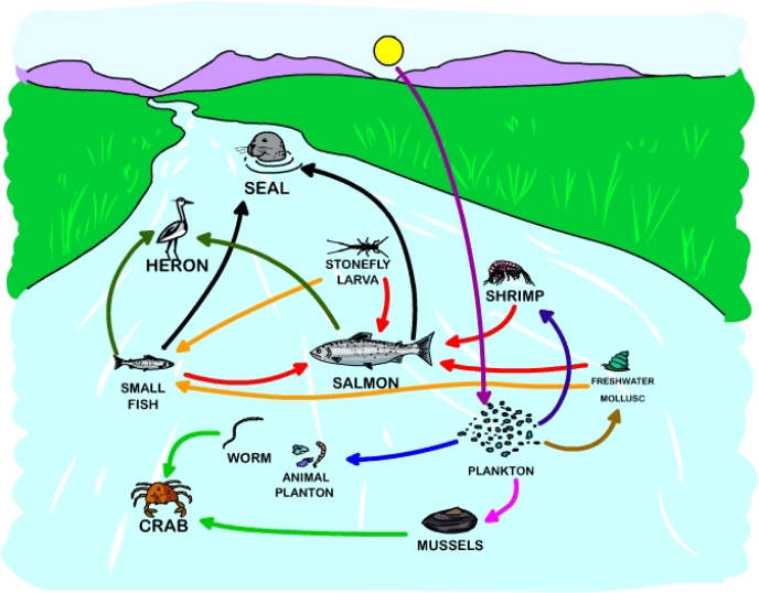 Polychlorinated biphenyls (PCBs) are toxic chemicals that were widely used in manufacturing until they were banned in the U.S.in 1977.PCBs are very persistent in the environment and bind strongly to sediments,meaning that bottom dwelling and filter feeding organisms are likely to take in PCBs as they feed.PBCs accumulate in the fatty tissues and,to a lesser extent,muscle tissues of organisms.Examine the food web below.Which organism(s) do you predict would have the highest concentration of PCBs in their tissues?   A) shrimp B) mussels C) seal D) crab E) salmon 