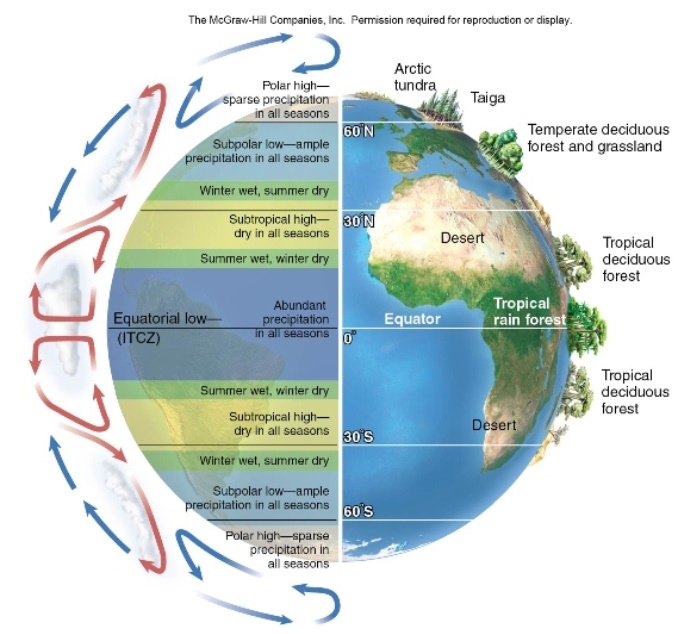    Based on the three cell model of global air circulation shown in the figure above,where would you be most likely to find a plant species that is very drought tolerant,but not cold tolerant? A) between 20<sup> \circ </sup> and 30<sup> \circ </sup> latitude B) between 0<sup> \circ </sup> and 15<sup> \circ </sup> latitude C) between 45<sup> \circ </sup> and 55<sup> \circ </sup> latitude D) between 60<sup> \circ </sup> and 100<sup> \circ </sup> latitude  