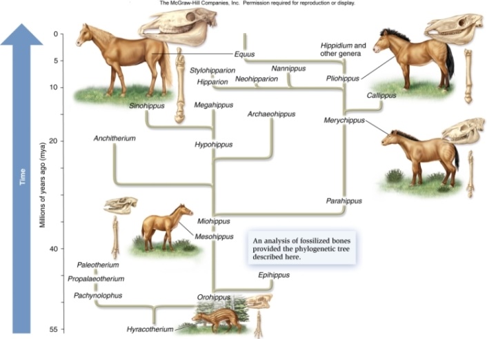 This tree is based on which type of traits and what is the genus name for the most recent horse?   A) Genetic (DNA) : Orohippus. B) Morphological: Equus. C) Molecular: Equus. D) Genetic homology: Pliohippus. E) Morphological: Hyracotherium. 
