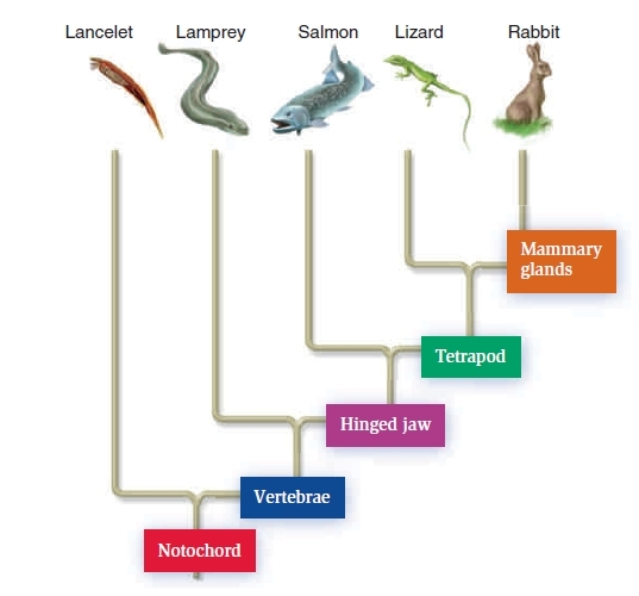 Refer to the cladogram below.Which shared derived character is common to the lizard and rabbit but not the salmon?   A) Notochord. B) Vertebrae. C) Tetrapod locomotion. D) Mammary glands. 
