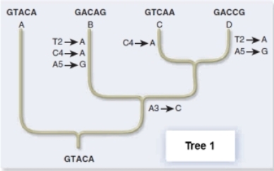 Use the principle of parsimony and molecular genetic data to choose a phylogenetic tree for your hypothesis of how the extant species were derived from the ancestor.     A) Tree 1 requires the most mutations,making it the best choice. B) Tree 1 requires the fewest mutations,making it the best choice. C) Tree 2 requires the most mutations,making it the best choice. D) Tree 2 requires the fewest mutations,making it the best choice. E) Both trees are equally good because sequences A,B,C,and D are the same in both. 