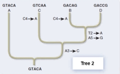 Use the principle of parsimony and molecular genetic data to choose a phylogenetic tree for your hypothesis of how the extant species were derived from the ancestor.     A) Tree 1 requires the most mutations,making it the best choice. B) Tree 1 requires the fewest mutations,making it the best choice. C) Tree 2 requires the most mutations,making it the best choice. D) Tree 2 requires the fewest mutations,making it the best choice. E) Both trees are equally good because sequences A,B,C,and D are the same in both. 