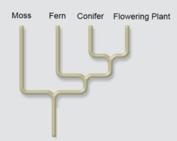  Consider the following cladogram and list of characteristics:    \begin{array}{r} \text { Moss Fern Conifer Flowering Plant }\\ \begin{array} { l c c c c }  \text { Chlorophylls } a \& b & \text { Yes } & \text { Yes } & \text { Yes } & \text { Yes } \\ \text { Vascular tissue } & \text { No } & \text { Yes } & \text { Yes } & \text { Yes } \\ \text { Seeds } & \text { No } & \text { No } & \text { Yes } & \text { Yes } \\ \text { Flowers } & \text { No } & \text { No } & \text { No } & \text { Yes } \end{array} \end{array}  Based on what you know about the principle of parsimony,which of the following is most likely a shared derived character of conifers and flowering plants? A) Chlorophylls a & b. B) Vascular tissue. C) Seeds. D) Flowers. E) Both seeds and flowers.  