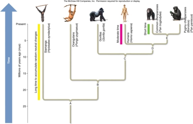 The figure shows a simplified phylogeny of closely related species of primates.This tree was proposed by comparing DNA sequence changes in the gene for cytochrome oxidase subunit II.The vertical scale represents time and the branch points represent common ancestors.What species did ancestor B give rise to?   A) Siamangs and orangutans. B) All of the species except orangutans. C) All of the species except siamangs. D) All of the species except siamangs and pigmy chimps. E) Gorillas,humans,and both types of chimps. 