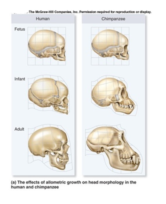 Based on the figure below,what statement could you make about the development of human versus chimpanzee skulls.   A) The human and chimp skulls develop similarly until adulthood,when human jaw development slows down relative to the chimpanzee. B) The human and chimp skulls develop similarly until the infant stage,when human jaw development slows down relative to the chimpanzee. C) The human and chimp skulls develop similarly until the infant stage,when human cranium development slows down relative to the chimpanzee. D) The human and chimp skulls develop similarly during the fetal stage,after which point chimpanzee cranium growth outpaces humans. 