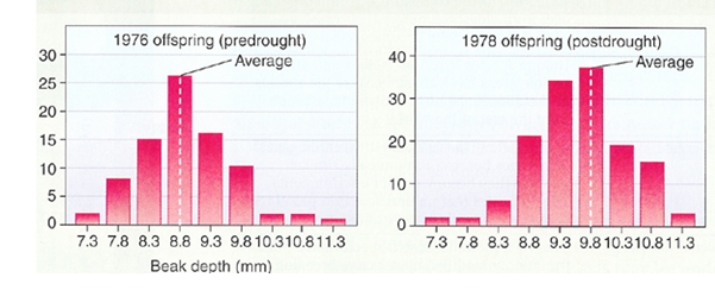 Peter and Rosemary Grant study natural selection in finches on the Galápagos Islands.They have hypothesized that dry conditions produce larger seeds and may result in larger beaks in succeeding generations of finches.The figure below shows their data from 1976 and 1978.The y-axis is the number of birds measured and the x-axis is the beak depth.Do their data support their hypothesis and why?   A) Yes;because there were more birds measured in 1978 after the drought,therefore they must have been able to get food and reproduce. B) Yes;because the average beak depth of birds in the population increased from 8.8mm in 1976 to 9.8mm in 1978. C) No;because even though more birds were measured in 1978,the beak size of the upper range was smaller. D) No;because in 1976,before the drought,the largest beak depth was still 11.3mm. E) No;more data would be necessary to show a support of their hypothesis. 