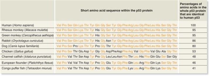 <strong>What is illustrated by the amino acid sequence of the p53 protein in Figure 23.13? </strong> A)no significant patterns of sequence similarity B)greater sequence similarity within closely related groups C)greater sequence similarity between distantly related groups D)the gene for p53 protein originated in Homo sapiens