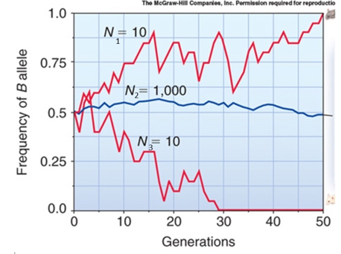   The figure shows three mouse populations and their associated changes in the frequency of B,the allele for dark fur.The recessive b allele codes for white fur.After 20 generations,in which population would you be most likely to encounter a white mouse? A) N<sub>1</sub> B) N<sub>2</sub> C) N<sub>3</sub> D) There is an equal probability of encountering a white mouse in all three populations. E) There is an equal probability of encountering a white mouse in populations N<sub>1</sub> and N<sub>3</sub> and this is higher than in N<sub>2</sub>. 