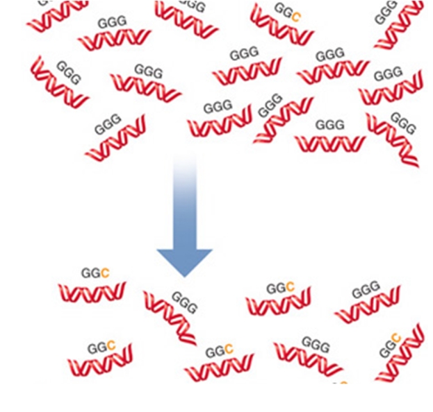 <strong>GGG and GGC are codons for the amino acid,glycine.A mutation caused the insertion of a cytosine in place of the guanine during DNA replication.Over many generations the DNA changes so that the frequency of GGC is similar to that of GGG.What effect does this mutation have on the population's mean fitness? </strong> A)As the frequency of the GGC codon increases,the population's mean fitness level will remain the same. B)As the frequency of the GGC codon increases,the population's mean fitness level will initially increase,but once GGC and GGG occur with equal frequency,the mean fitness will decrease. C)As the frequency of the GGC codon increases,the population's mean fitness level will decrease. D)As the frequency of the GGC codon increases,the population's mean fitness level will increase.
