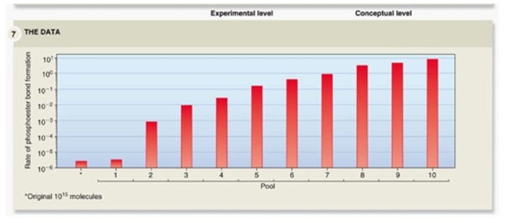 Bartel and Szostak hypothesized that among a large pool of RNA molecules,some of them may contain the enzymatic ability to catalyze a covalent bond between nucleotides;these can be selected for in the laboratory.The chart above shows the results from their experiment.The x-axis shows the original pool and 10 pools that were derived from their tagging of RNA with specific enzymatic functions;the y-axis shows the rate of phosphoester (covalent) bond formation.Was their hypothesis supported by this experiment and why?   A) Yes,because pools 1 to 10 show a continual increase in covalent bond formation. B) Yes,because the original pool shows some covalent bonds were formed. C) No,because there is only a slight increase from the original pool to the first experimental pool. D) No,because chemical selection would only increase the rate of covalent bond formation in the first few pools. 