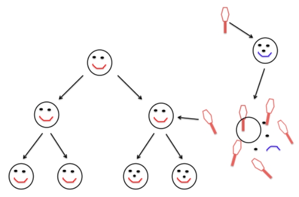 <strong>The figure below represents a lineage of a bacterial strain.Study the figure and determine what is the most likely mechanism that induced a change in the phenotype of this lineage. </strong> A)Random mutation B)Conjugation C)Transduction D)Transformation E)Lysogeny