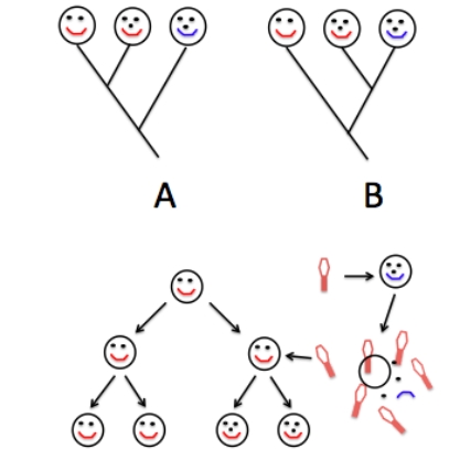 You are reconstructing a phylogeny (evolutionary tree) of three strains of the same bacteria species.Analysis of different genes results in different phylogenies.Phylogeny A analyzed the bacterial strains using the smil gene,while phylogeny B analyzed the nosy gene.The true evolution of these strains is illustrated below the phylogenies.Study these diagrams and determine what is the best representation of these bacterial strains and why.   A) Phylogeny A,because the nosy gene was acquired via horizontal gene transfer and not an ancestor-descent relationship. B) Phylogeny A,because the smil gene was acquired via horizontal gene transfer and not an ancestor-descent relationship. C) Phylogeny B,because the nosy gene was acquired via horizontal gene transfer and not an ancestor-descent relationship. D) Phylogeny B,because the smil gene was acquired via horizontal gene transfer and not an ancestor-descent relationship. E) Phylogeny A and B are equally good representations of the relationships between these bacterial strains. 