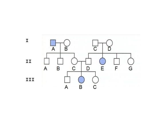 <strong>Roberts Syndrome is an extremely rare genetic disorder that is characterized by mild to severe prenatal retardation or disruption of cell division,leading to malformation of the bones in the skull,face,arms,and legs.Shown below is a pedigree for a family with Robert's Syndrome.What is the genotype of individual II-C? (R = wild type;r = Robert's syndrome) </strong> A)RR B)rr C)Rr D)R E)r