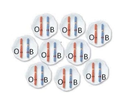 In cats,the gene for coat color is found on the X chromosome.Shown below is a mass of cells making up an early female cat embryo.The X chromosomes are shown in each cell;this embryo has one orange coat color allele (O) and one black coat color allele (B) .Which of the following is ACCURATE about this embryo?   A) It will give rise to a calico cat B) It will give rise to a black cat,because black is dominant to orange C) It will give rise to an orange cat,as the paternal chromosomes carrying the black allele will be inactivated D) Since it is heterozygous,it will give rise to a cat with two Barr bodies in each cell E) Since it is heterozygous,it will give rise to a calico cat with two Barr bodies in each cell 