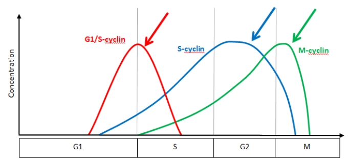 <strong>The following graph represents the concentration of cyclins over the course of the cell cycle.Which of the following statements is TRUE regarding the phase of the cell cycle where the red arrow is pointing? </strong> A)At this point in the cell cycle,the cell is committing to divide mitotically B)At this point in the cell cycle,DNA has already been replicated correctly C)At this point in the cell cycle,chromosomes have properly aligned on the metaphase plate and are beginning to separate D)At this point in the cycle the cell is determining if environmental conditions are favorable E)At this point in the cycle the cell is continuing to grow and make abundant tubulin proteins