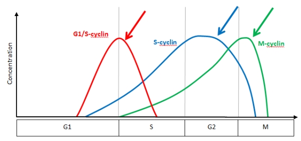 <strong>The following graph represents the concentration of cyclins over the course of the cell cycle.Which of the following statements is TRUE regarding the phase of the cell cycle where the blue arrow is pointing? </strong> A)At this point in the cell cycle,the cell has determined that the DNA is intact,that environmental conditions are favorable,and it is preparing for DNA replication B)At this point in the cell cycle,chromosomes have properly aligned on the metaphase plate and are beginning to separate C)At this point in the cell cycle,DNA has already been replicated and divided into two daughter nuclei D)At this point in the cycle the cell is determining if environmental conditions are favorable for growth and proliferation E)At this point in the cycle the cell is continuing to grow and make abundant tubulin proteins