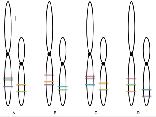<strong>Study the figure below of two non-homologous chromosomes.Several loci have been identified on these chromosomes.Next,study the changes that have taken place,resulting in the mutated chromosomes,and determine which mutated chromosomes are the most likely to lead to cancer? Normal Chromosomes Mutated Chromosomes </strong> A)A B)B C)C D)D E)A,B,C,and D are all mutations,so they will all lead to cancer