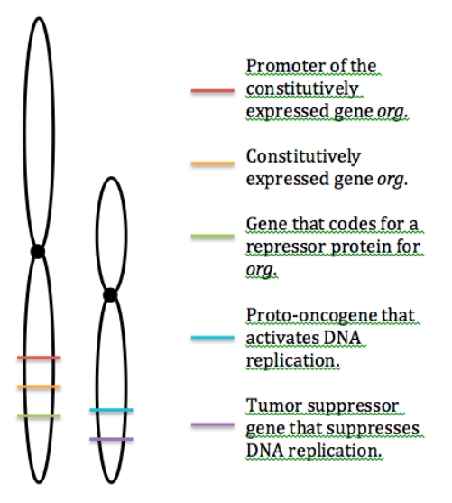<strong>Study the loci that have been identified on the two non-homologous chromosomes below and determine what mutation is the most likely to lead to cancer. </strong> A)A reciprocal translocation switches the entire long arm of one chromosome with the entire long arm of the other chromosome. B)An inversion switches the position of the blue and purple genes. C)An inversion switches the position of the red and orange regions. D)A deletion occurs in the green gene,so that it no longer binds to org,but instead binds to the purple gene. E)A deletion occurs in the green gene,so that it no longer binds to org,but instead binds to the blue genE.