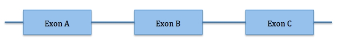<strong>A gene that has 3 exons A,B and C and 2 introns undergoes alternative splicing.What is the mRNA pool that would result from gene expression of this region? </strong> A)A-B and B-C B)A,B,and C C)A-B-C D)A-C E)All of these would be found in the pool.