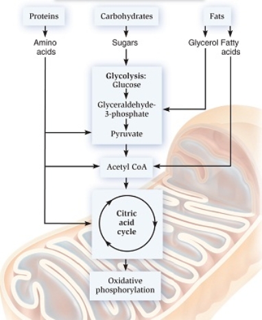 <strong> The conversion of pyruvate to acetyl CoA is irreversible.Predict what would happen to fatty acids as a result of this.</strong> A)Fatty acids cannot be converted into carbohydrates. B)Fatty acids cannot be metabolized in the citric acid cycle. C)Fatty acids can be metabolized in glycolysis. D)Fatty acids can be converted into carbohydrates.