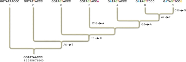    In this phylogenetic tree, select the change that is a shared derived character for sequences A, B, and C. A) A6 \rarr T B) T5 \rarr G C) G2 \rarr A D)  A7 \rarr T 