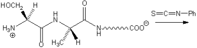 In the Edman degradation analysis of the N-terminus of a peptide the terminal residue reacts with phenyl isocyanate, an example is shown below. Provide the structure of both of the products of this reaction.  
