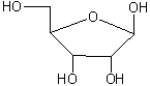 Number each position in the ribose below according to the normal convention.  