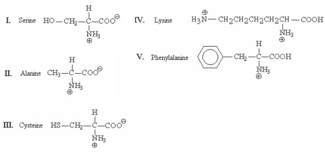 Which of the following amino acids will be retained longest in the column when separated by cation-exchange chromatography?   A) I B) II C) III D) IV E) V