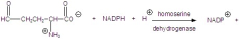 Give the product for the following reaction.   A)    B)    C)    D)    E)   