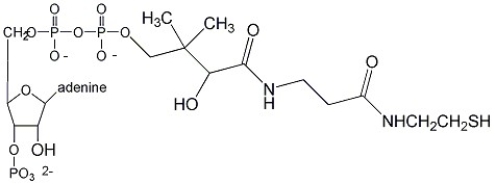Identify the compound below.   A) coenzyme A B) thiamine pyrophosphate C) pyruvate D) NADPH E) tetrahydrofolate