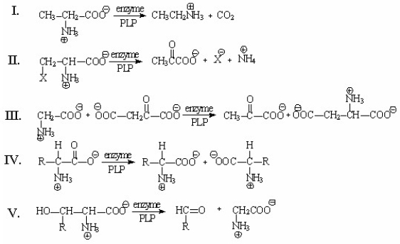 Which of the following reactions is called an α, β-elimination of an amino acid?   A) I B) II C) III D) IV E) V
