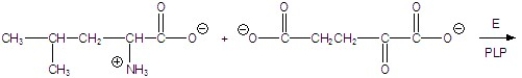 Give the products for the following reaction.  