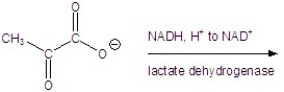 Give the product(s) for the following reaction.   A)    B)    C)    D)    E)   