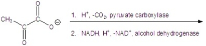 Give the product(s) for the following reaction.   A)    B) CH<sub>3</sub>CH<sub>2</sub>CH<sub>2</sub>OH C) CH<sub>3</sub>CH<sub>2</sub>OH D)    E)   