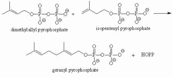 Propose a mechanism for the reaction, of dimethylallyl pyrophosphate with isopentenyl pyrophosphate to form geranyl pyrophosphate.  
