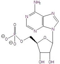 Identify the sugar and the base in the structure below.  