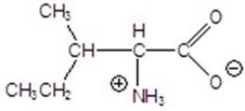 Name the following compound.   A) alanine B) leucine C) valine D) glycine E) isoleucine