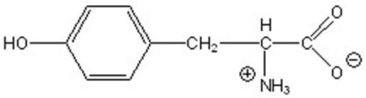 Name the following compound.   A) tyrosine B) lysine C) arginine D) histidine E) phenylalanine