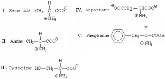 Which of the following amino acids will be closest to the origin when separated by thin-layer chromatography?   A) I B) II C) III D) IV E) V