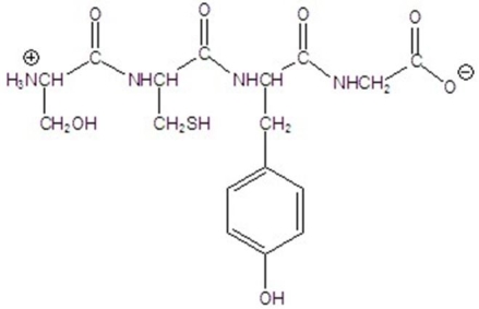 Name the peptide.   A) ser-cys-phe-gly B) ser-cys-tyr-gly C) ala-val-leu-gln D) phe-ala-val-leu E) ala-gly-phe-val