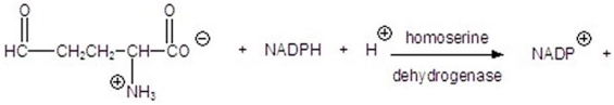 Give the product for the following reaction.   A)    B)    C)    D)    E)   