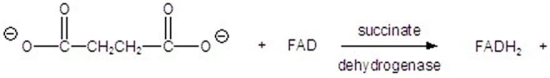 Give the product of the following reaction.   A)    B)    C)    D)    E)   