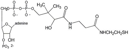 Identify the compound below.   A) coenzyme A B) thiamine pyrophosphate C) pyruvate D) NADPH E) tetrahydrofolate