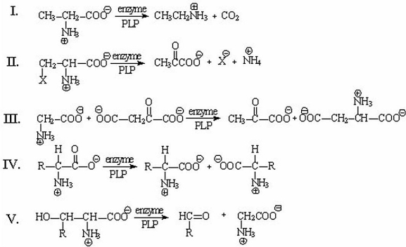 Which of the following reactions is called an α,β-elimination of an amino acid?   A) I B) II C) III D) IV E) V